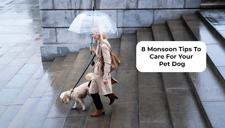 8 Monsoon Tips To Care For Your Pet Dog