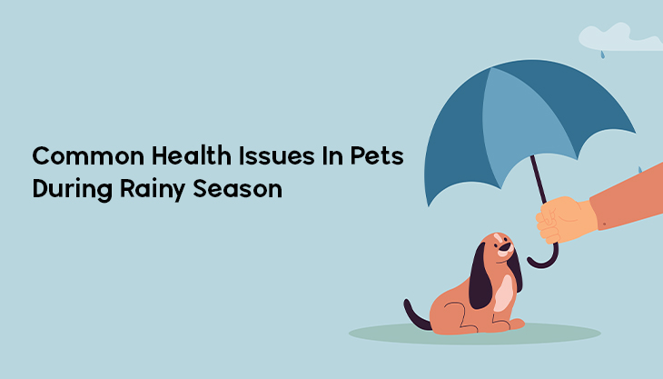 Common Health Issues In Pets During Rainy Season