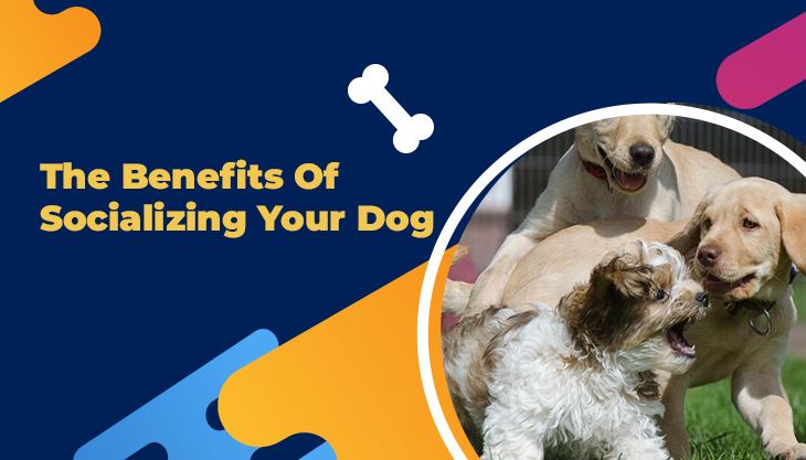 The Benefits Of Socializing Your Dog