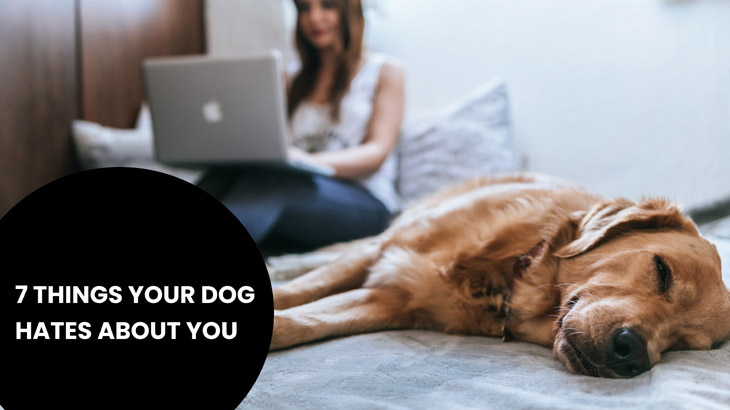 7 Things Your Dog Hates About You