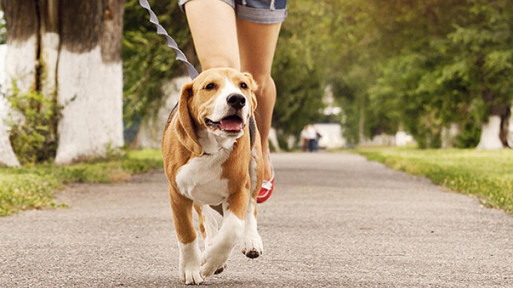 Helpful Tips For Walking Your Dog