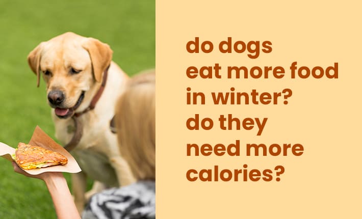 Do Dogs Eat More Food In Winter? Do They Need More Calories?