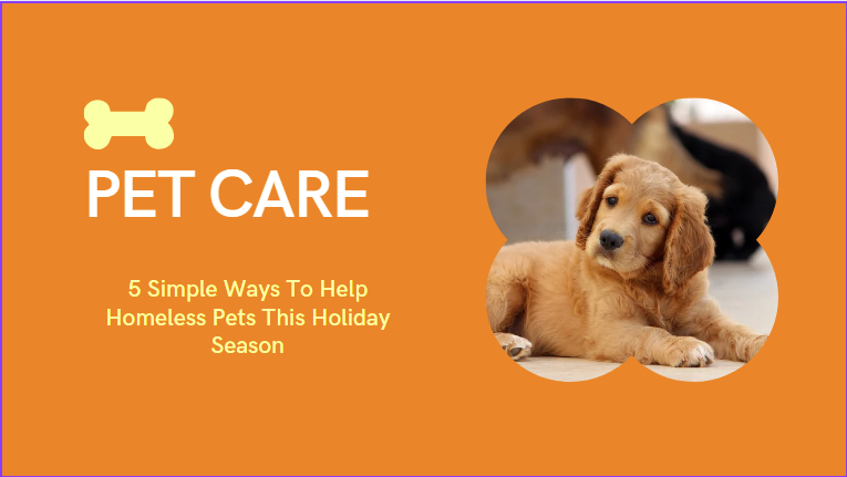 5 Simple Ways To Help Homeless Pets This Holiday Season