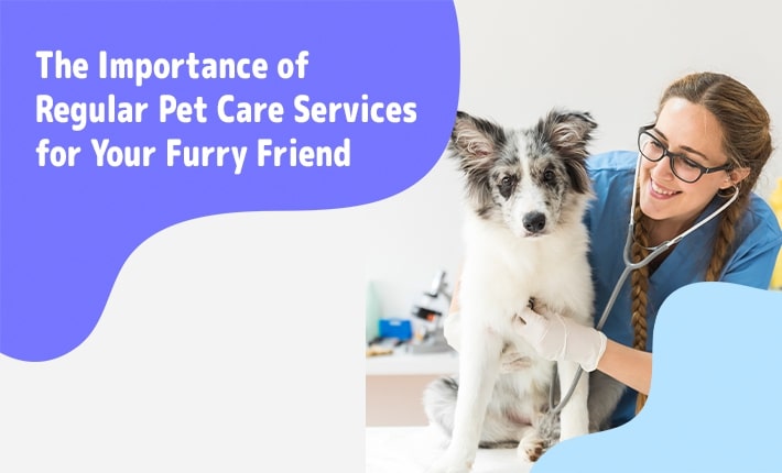 The Importance of Regular Pet Care Services for Your Furry Friend