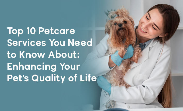 Top 10 Petcare Services You Need to Know About: Enhancing Your Pet's Quality of Life