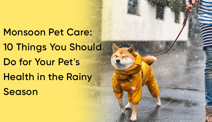 Monsoon Pet Care: 10 Things You Should Do for Your Pet's Health in the Rainy Season