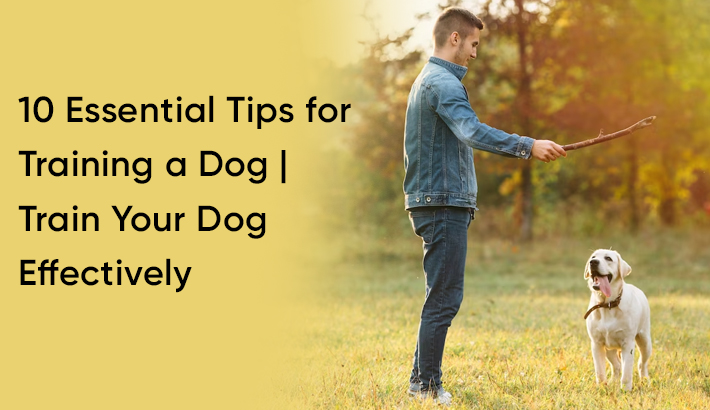 10 Essential Tips for Training a Dog | Train Your Dog Effectively