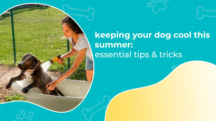 Keeping Your Dog Cool This Summer: Essential Tips & Tricks